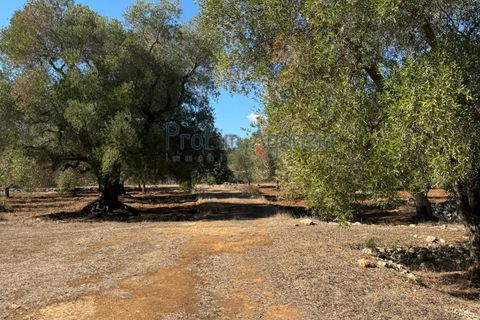 Helårsgrund i Carovigno, Brindisi, Carovigno - € 29.000 | Ref: 122781 - foto 4